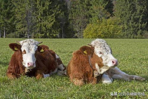 牛牛日在线视频,揭秘热门在线视频平台的魅力与挑战