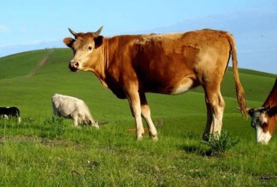 牛牛日在线视频,揭秘热门在线视频平台的魅力与挑战