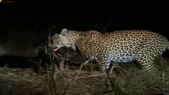 午夜猎豹高清在线视频,惊心动魄的高清视听盛宴