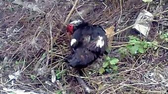 色鸭窝在线视频,揭秘时尚潮流的视觉盛宴