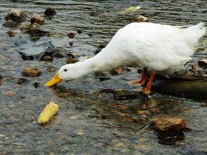 色鸭窝在线视频,揭秘时尚潮流的视觉盛宴
