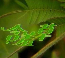 含羞草 在线视频,在线视频揭示植物界的神奇现象