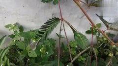 含羞草 在线视频,在线视频揭示植物界的神奇现象