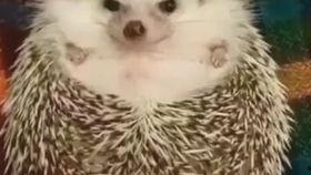 窝里在线视频,揭秘生活百态，畅享云端娱乐盛宴