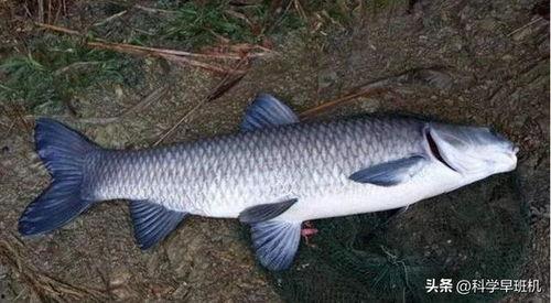 青鱼在线视频360