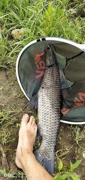 青鱼在线视频360