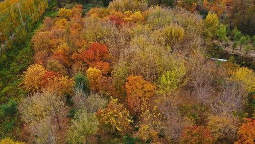 秋色浓在线视频,沉浸式体验秋季美景的视觉盛宴