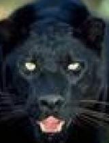 天豹在线视频,揭秘神秘天豹世界  第3张