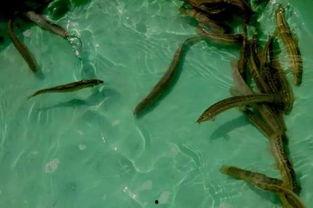 泥鳅门 在线视频,揭秘神秘水下世界的奇幻之旅