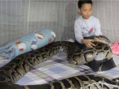 人与蛇在线视频,揭秘人与蛇的神秘互动  第3张